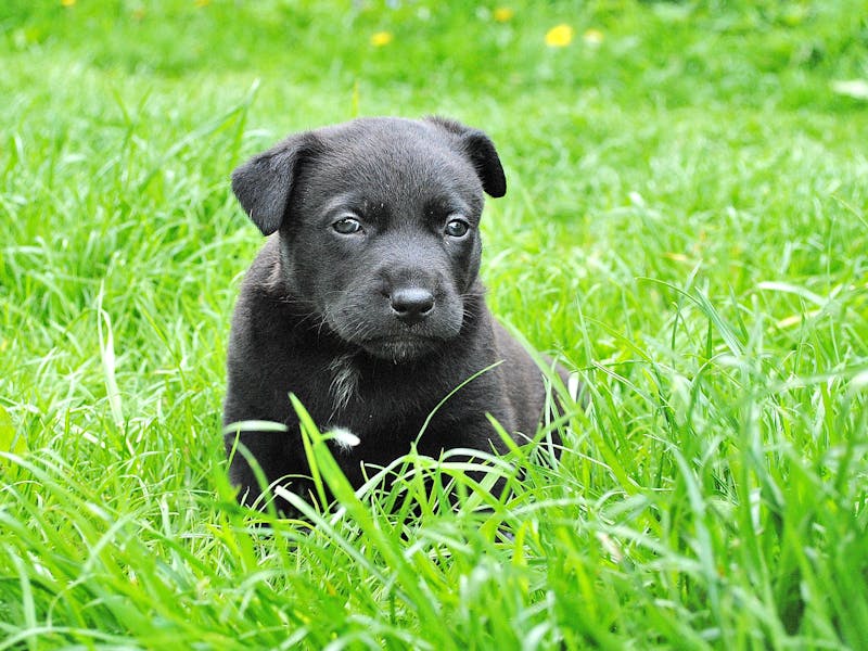 Puppy Photo