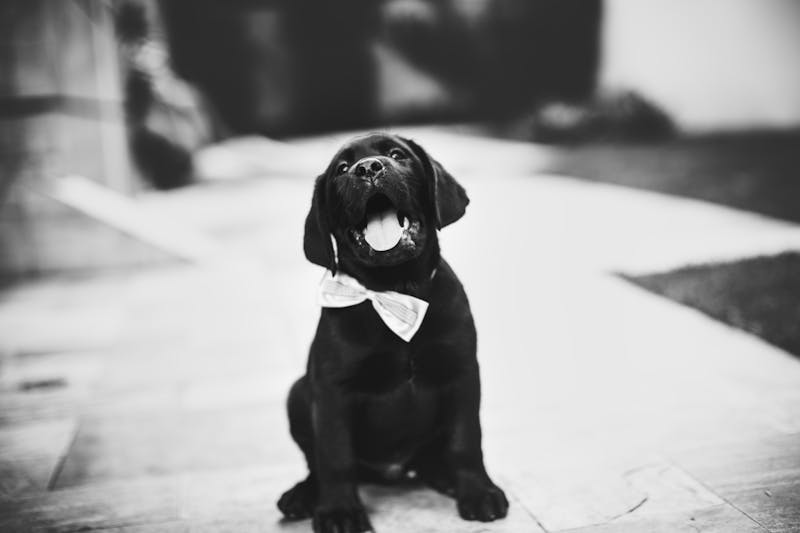 Puppy Photo