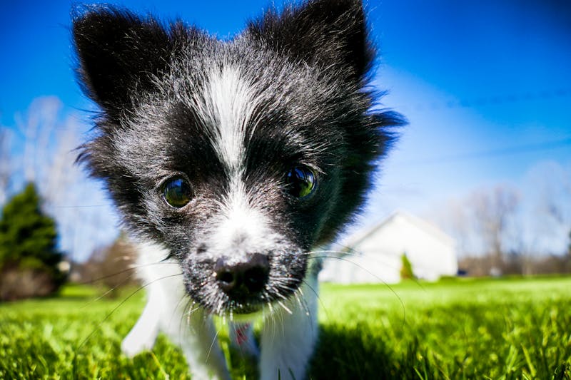 Puppy Photo