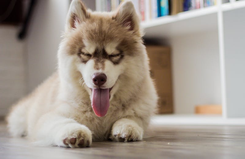 Puppy Photo
