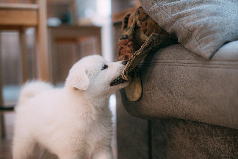 Puppy Photo