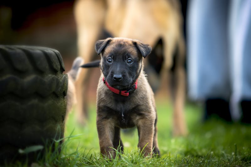 Puppy Photo
