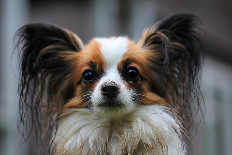 Puppy Photo