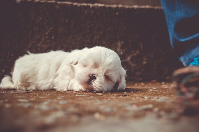 Puppy Photo