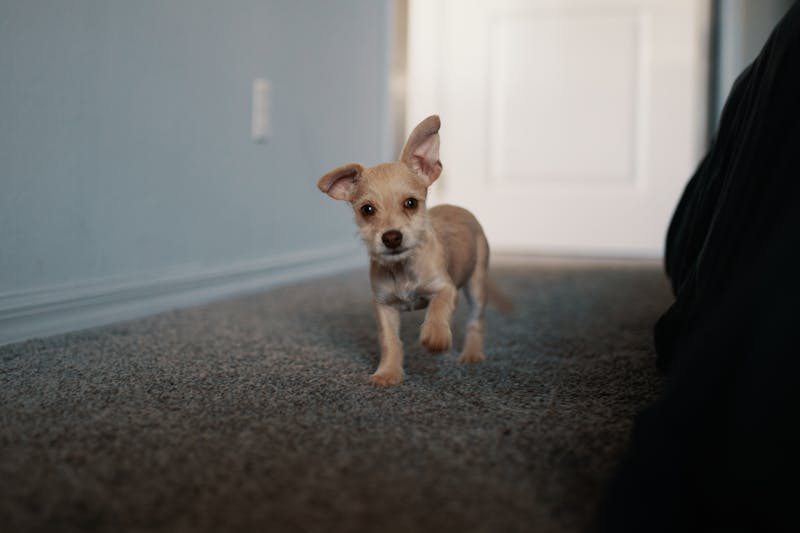 Puppy Photo