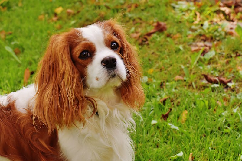 Puppy Photo