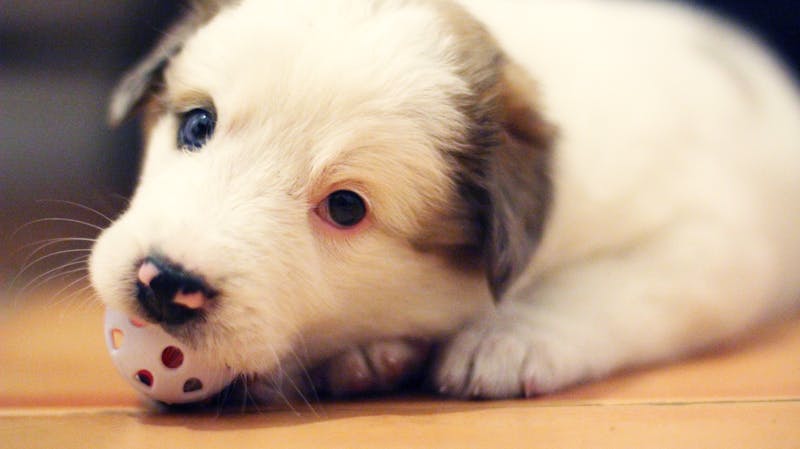 Puppy Photo