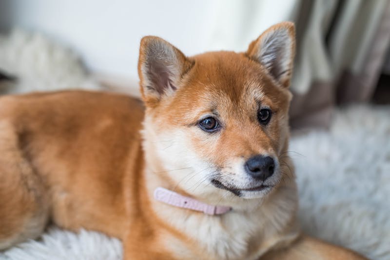 Puppy Photo