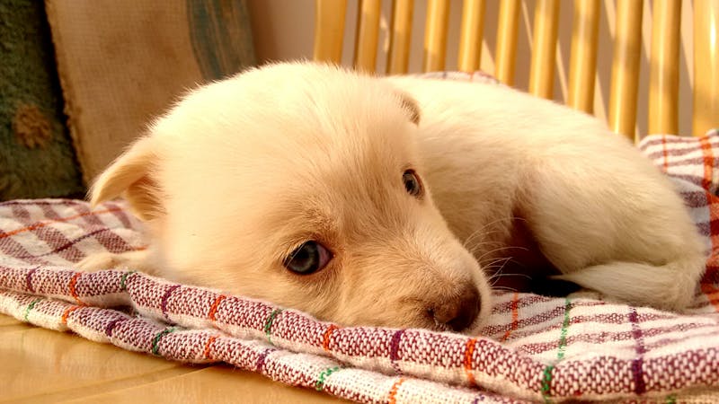 Puppy Photo