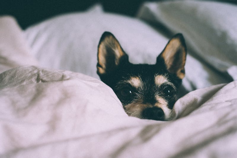 Puppy Photo