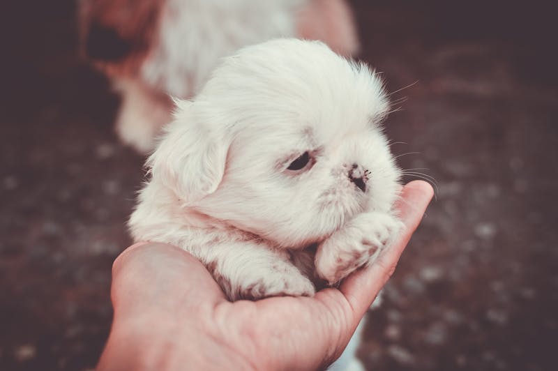 Puppy Photo