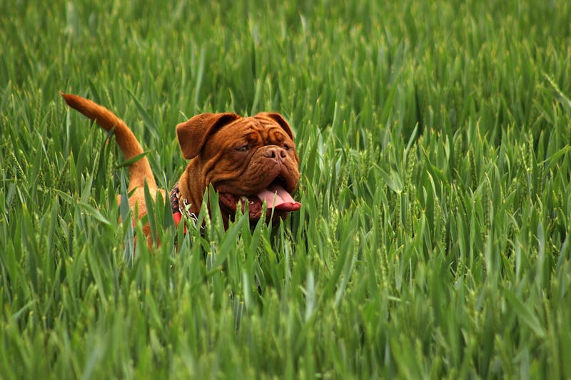 Puppy Photo