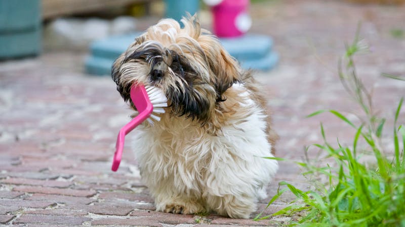Puppy Photo