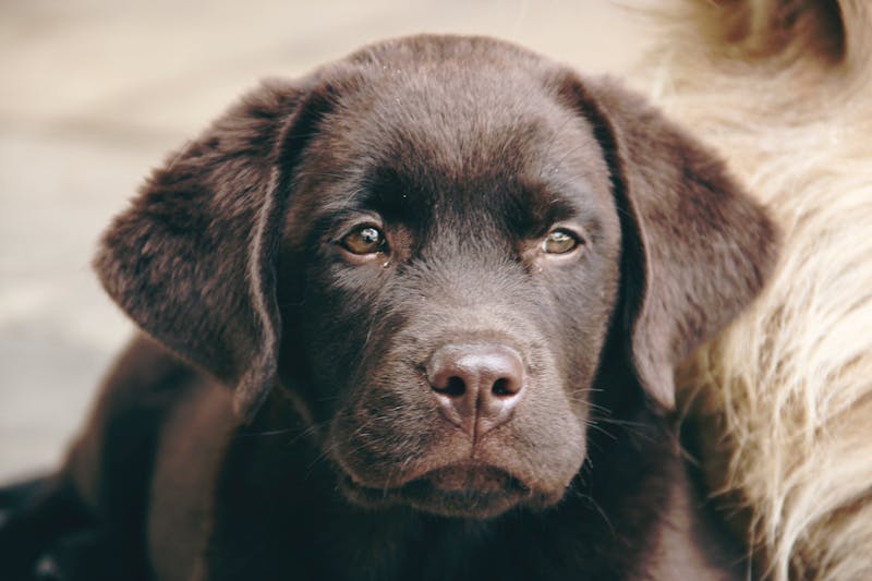 Puppy Photo