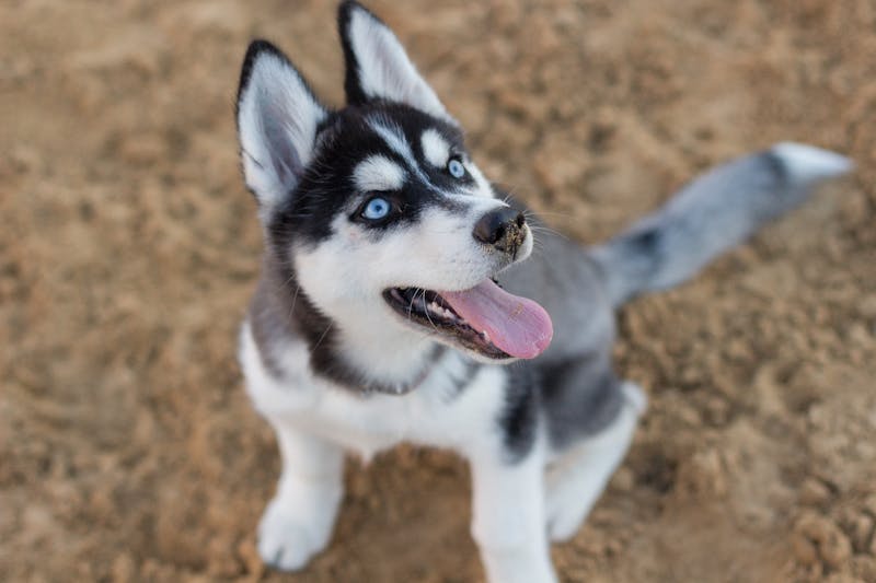 Puppy Photo