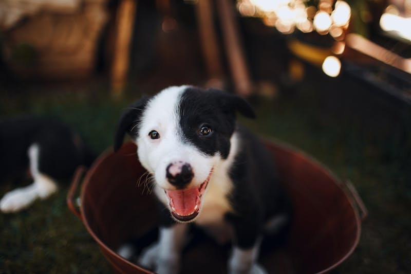 Puppy Photo