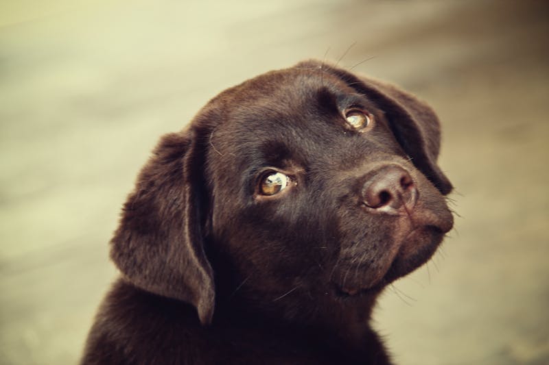 Puppy Photo