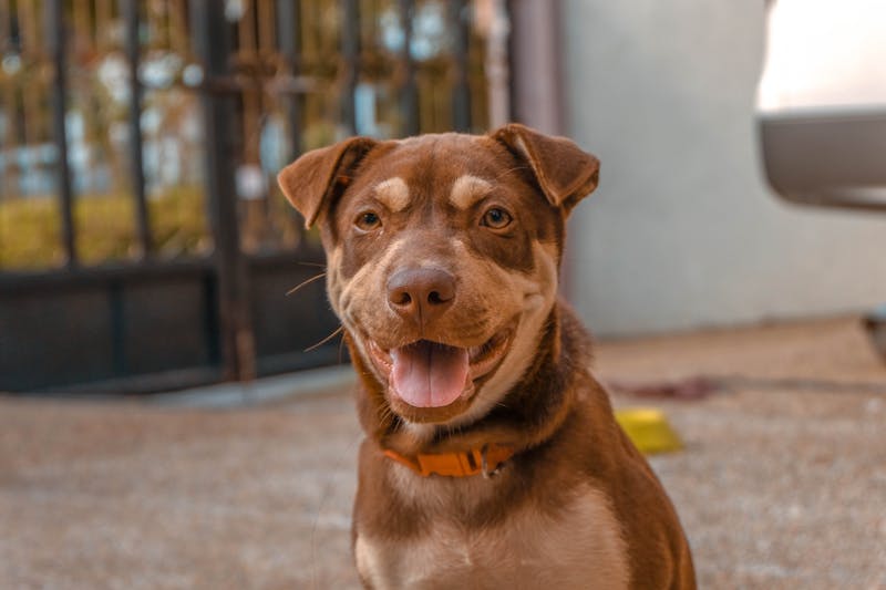 Puppy Photo