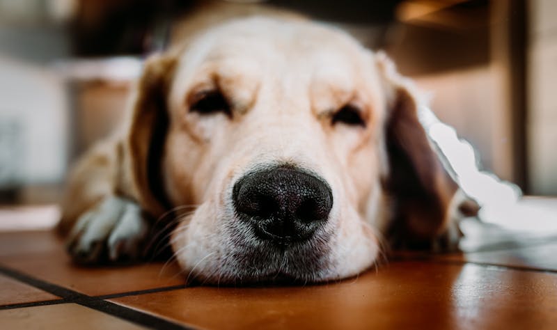Puppy Photo