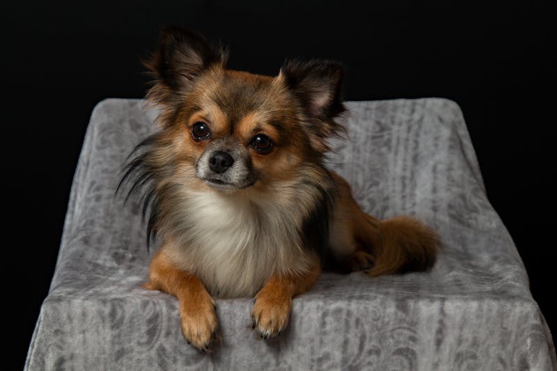 Puppy Photo