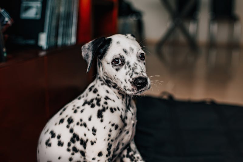 Puppy Photo