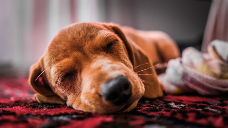 Puppy Photo