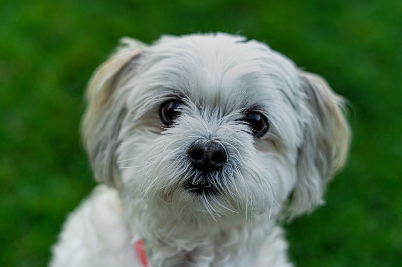 Puppy Photo