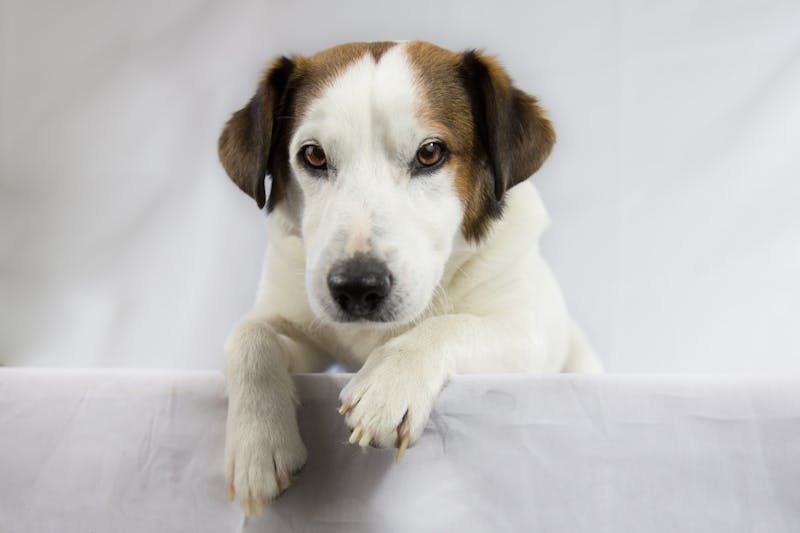Puppy Photo