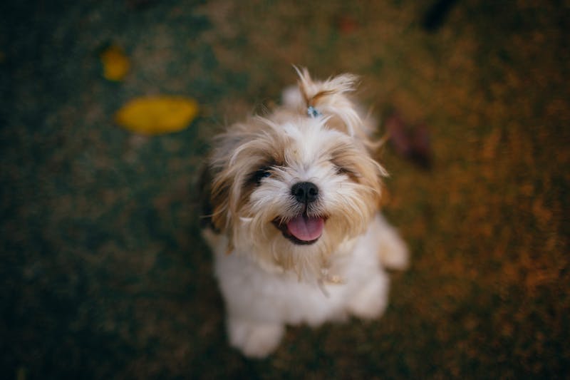 Puppy Photo