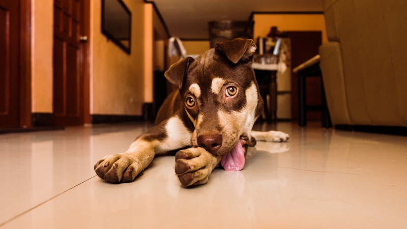 Puppy Photo