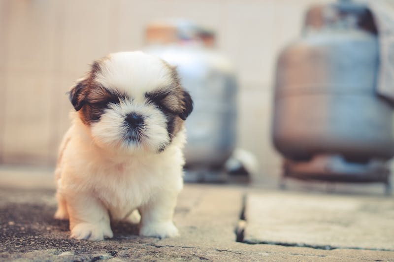 Puppy Photo