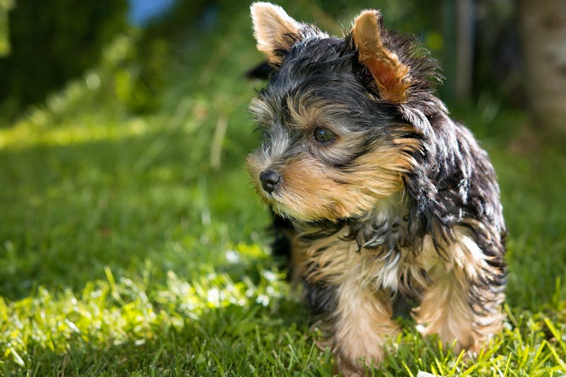 Puppy Photo