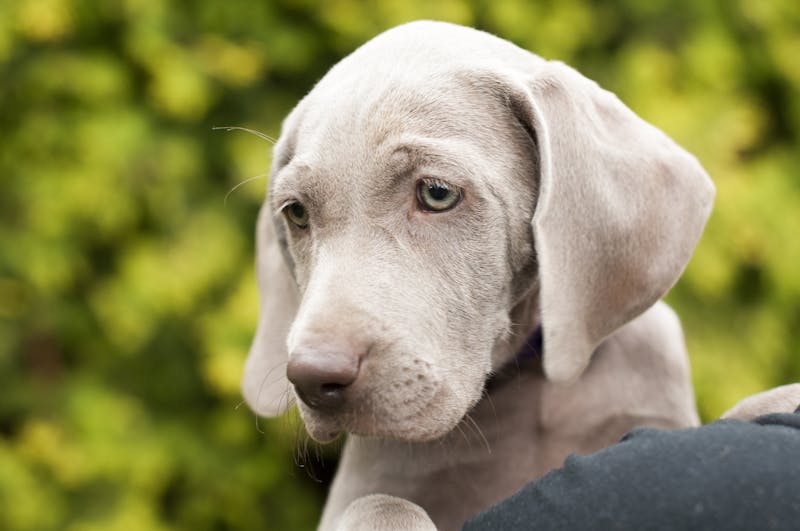 Puppy Photo