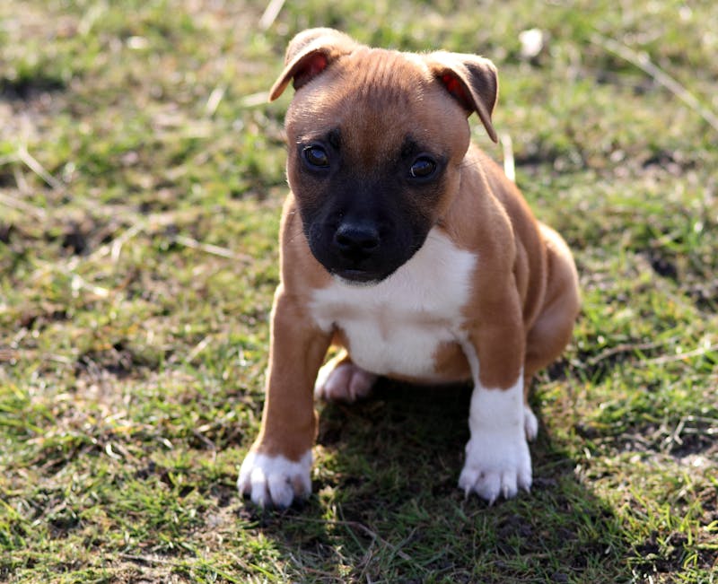 Puppy Photo