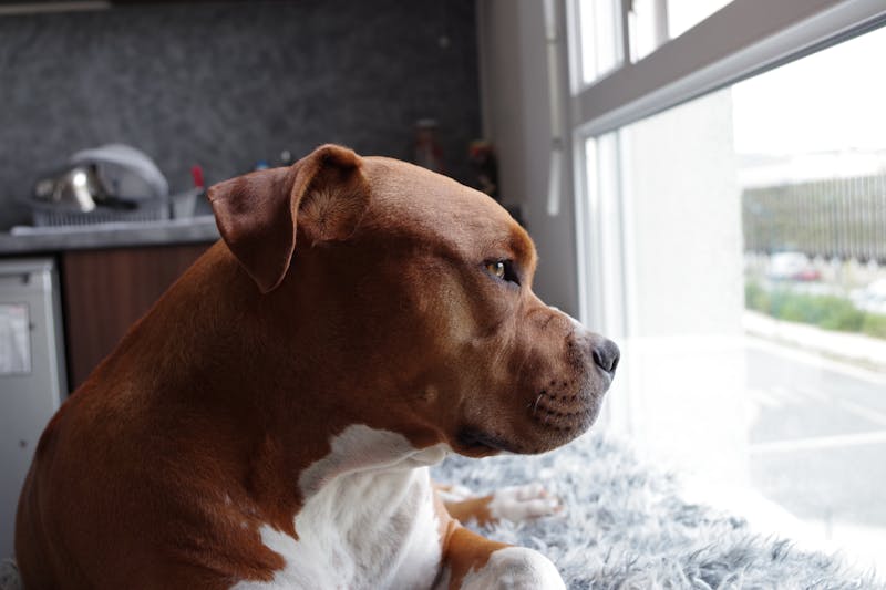 Puppy Photo