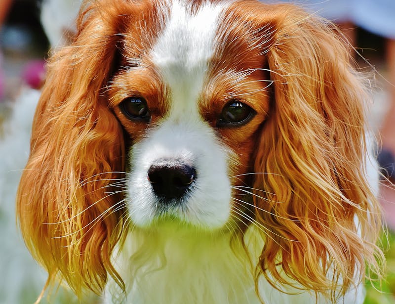 Puppy Photo
