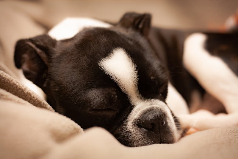 Puppy Photo