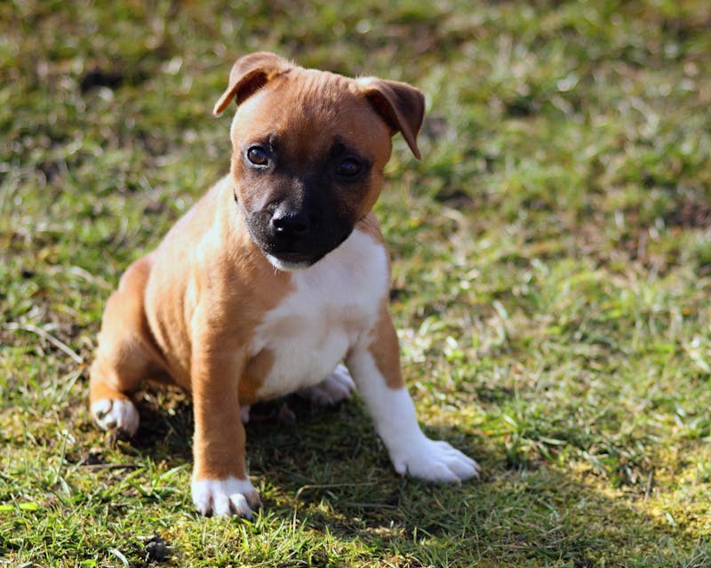 Puppy Photo