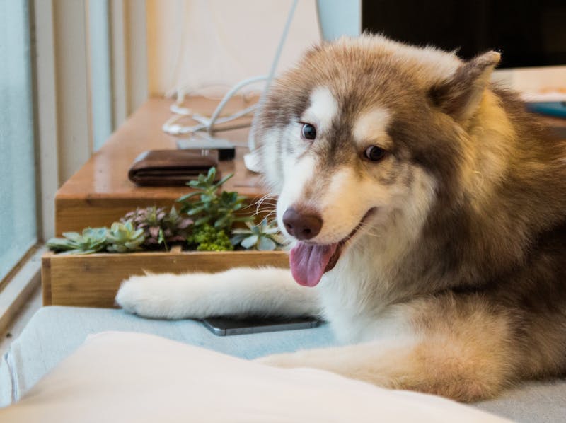 Puppy Photo