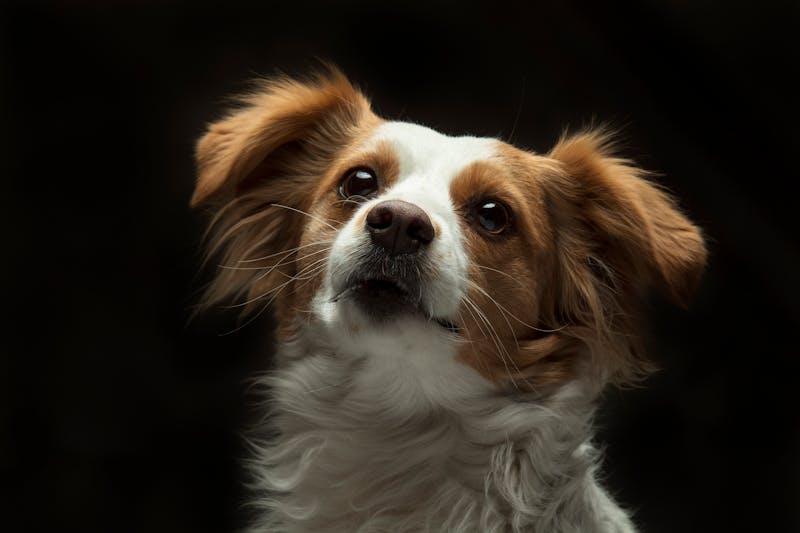 Puppy Photo