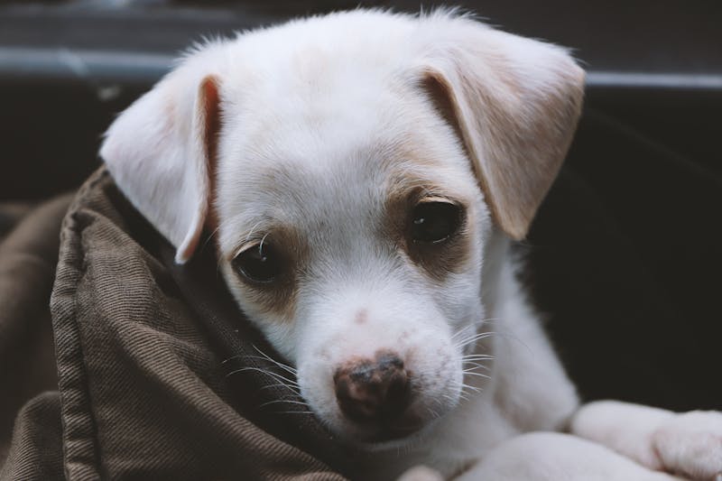 Puppy Photo