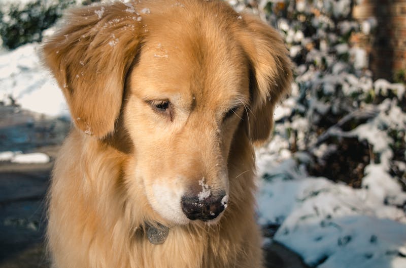 Puppy Photo