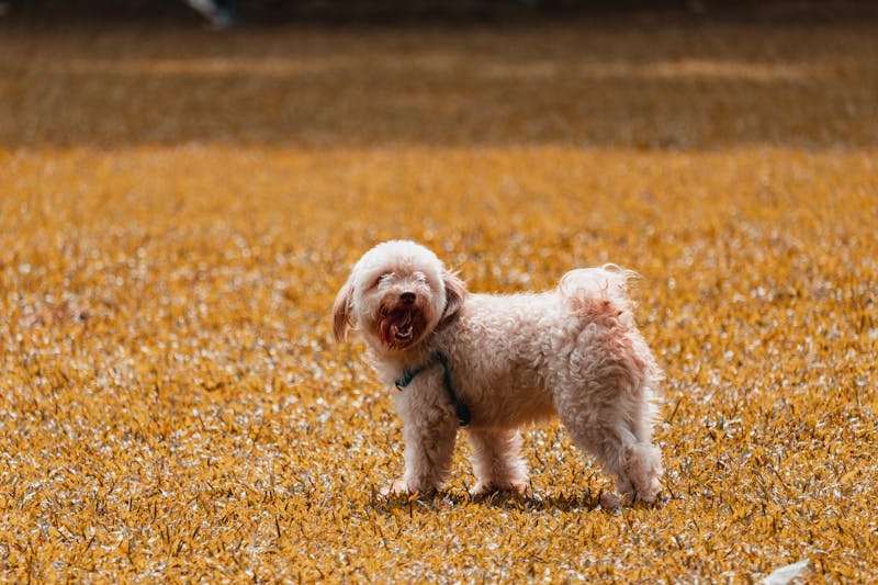 Puppy Photo