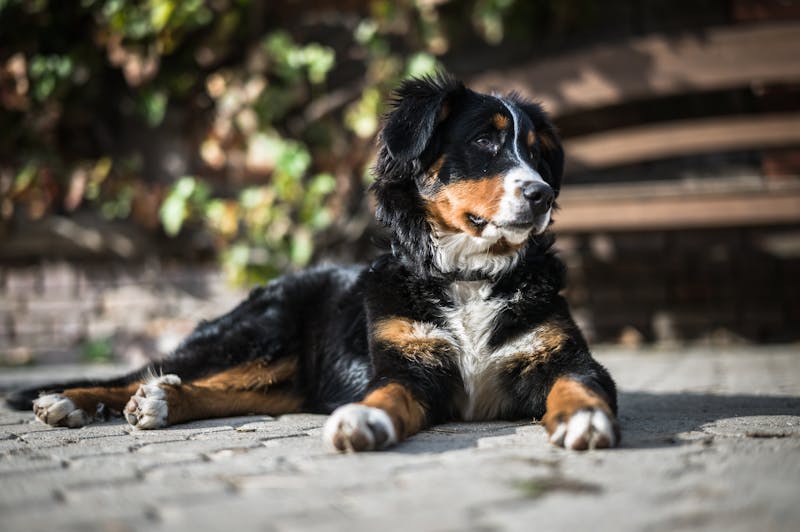 Puppy Photo