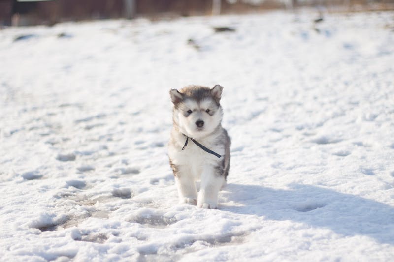 Puppy Photo