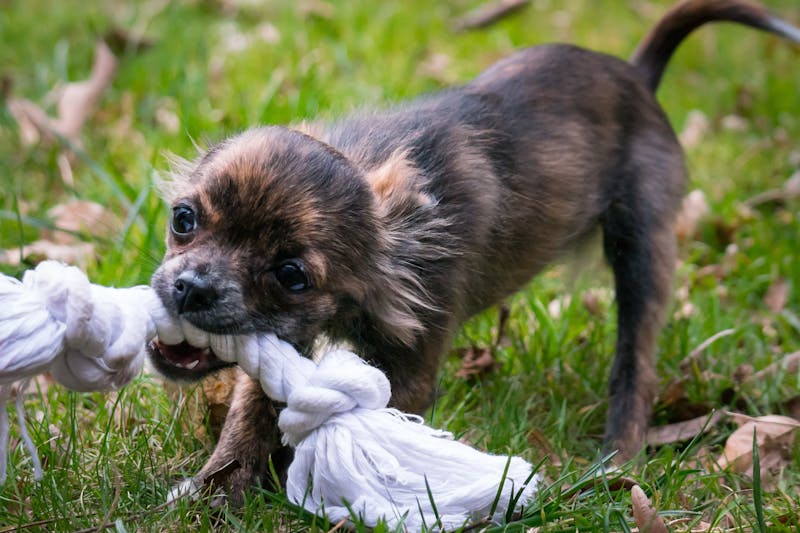 Puppy Photo