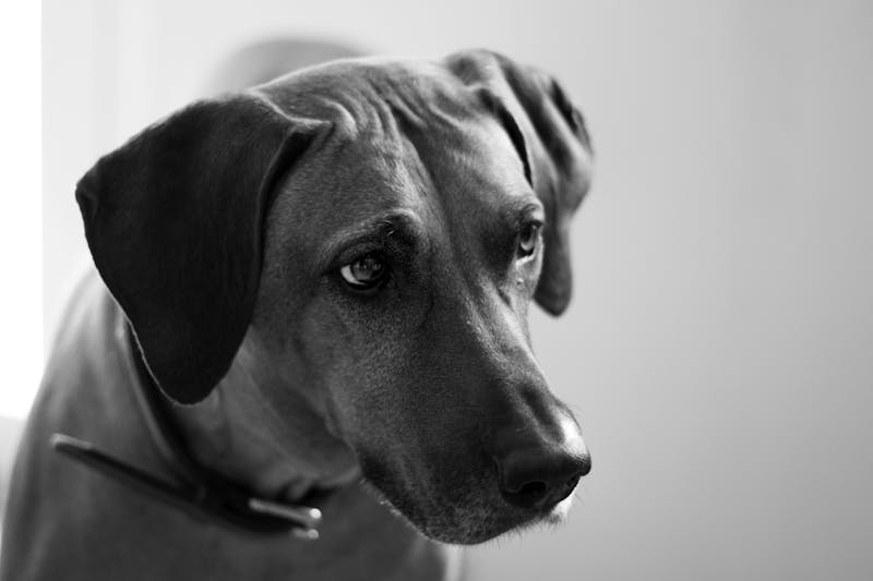Puppy Photo