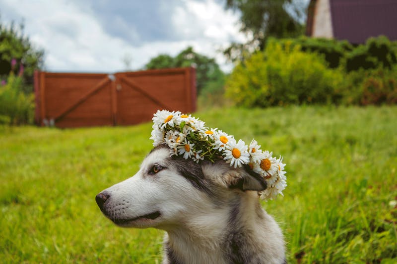 Puppy Photo