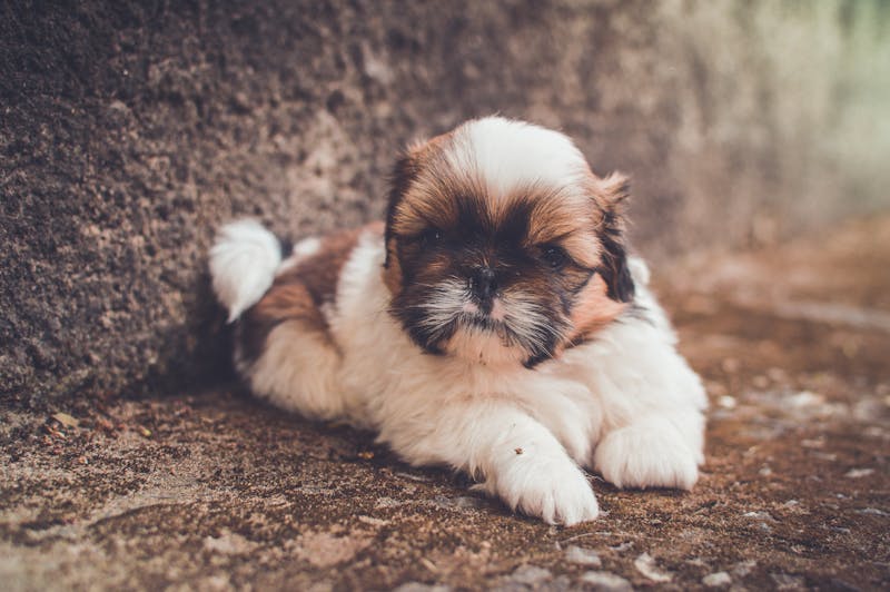 Puppy Photo