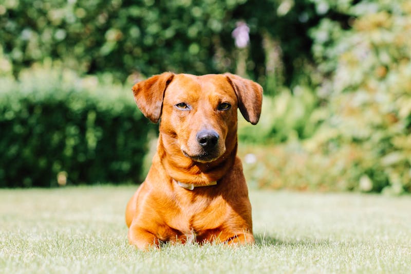 Puppy Photo